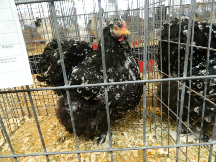 Picture 030 - Expozitia Nationala editia a-5-a 2013 Bucuresti