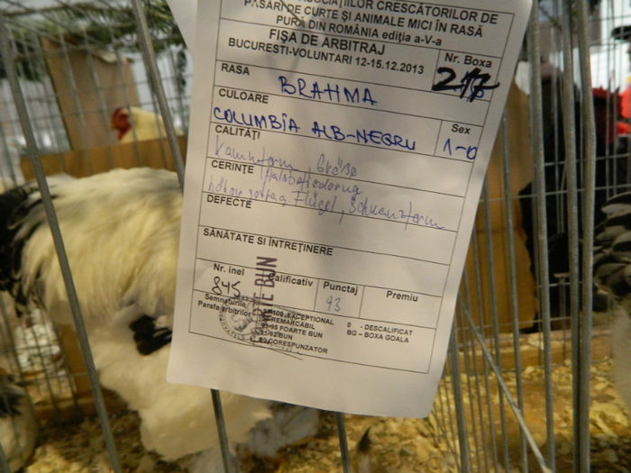 Picture 085 - Expozitia Nationala editia a-5-a 2013 Bucuresti