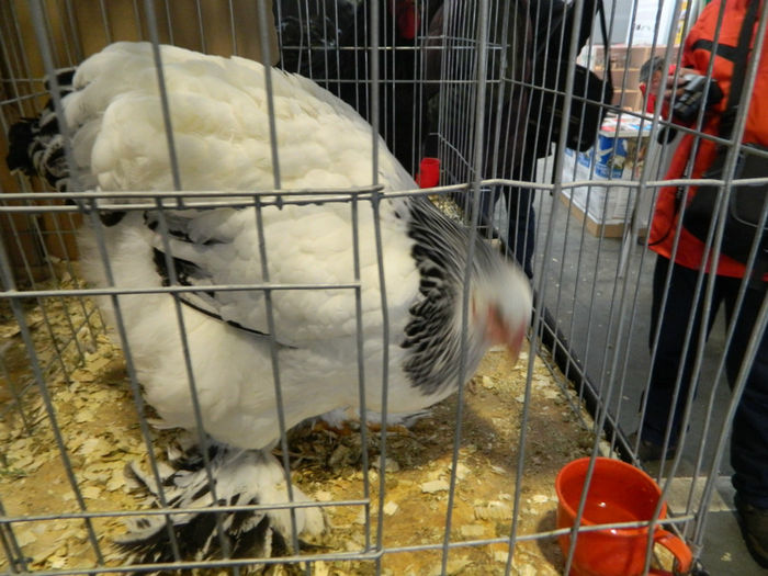 Picture 086 - Expozitia Nationala editia a-5-a 2013 Bucuresti