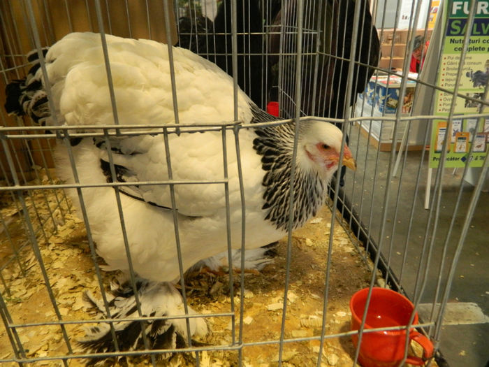 Picture 087 - Expozitia Nationala editia a-5-a 2013 Bucuresti