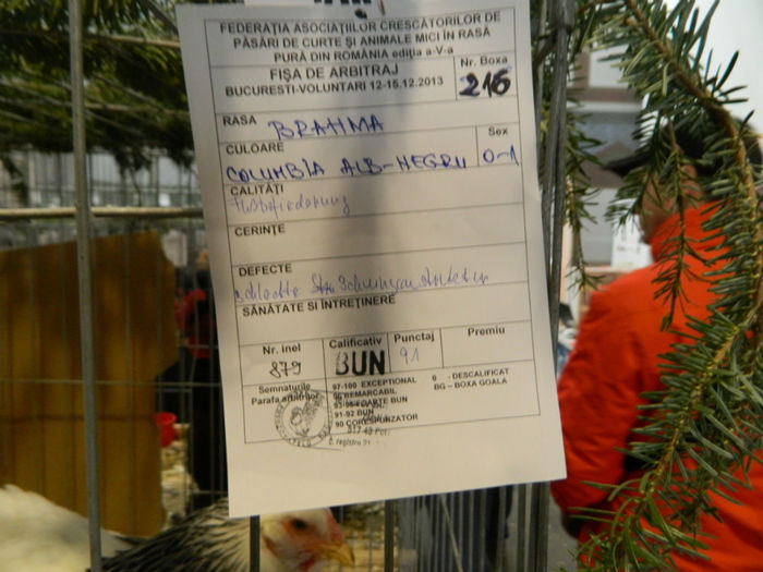 Picture 088 - Expozitia Nationala editia a-5-a 2013 Bucuresti