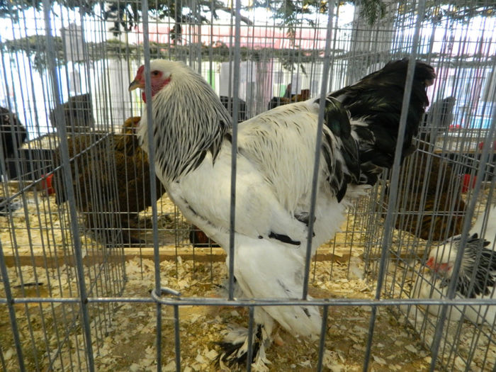 Picture 089 - Expozitia Nationala editia a-5-a 2013 Bucuresti