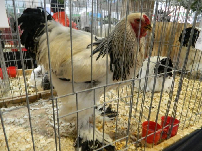 Picture 091 - Expozitia Nationala editia a-5-a 2013 Bucuresti