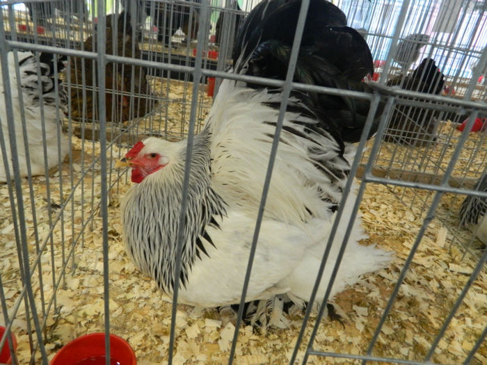 Picture 093 - Expozitia Nationala editia a-5-a 2013 Bucuresti