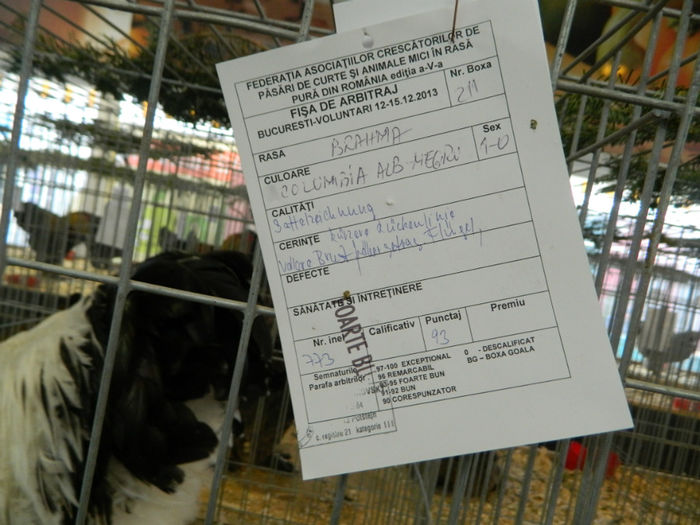 Picture 094 - Expozitia Nationala editia a-5-a 2013 Bucuresti