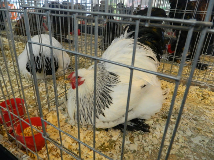 Picture 095 - Expozitia Nationala editia a-5-a 2013 Bucuresti