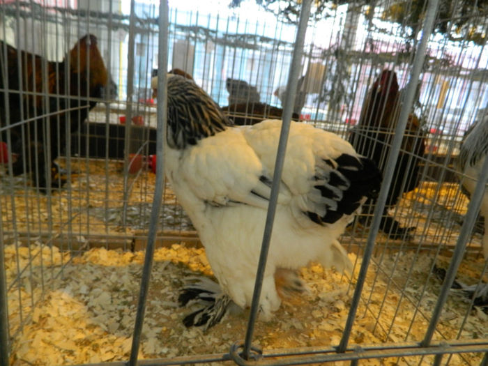 Picture 097 - Expozitia Nationala editia a-5-a 2013 Bucuresti