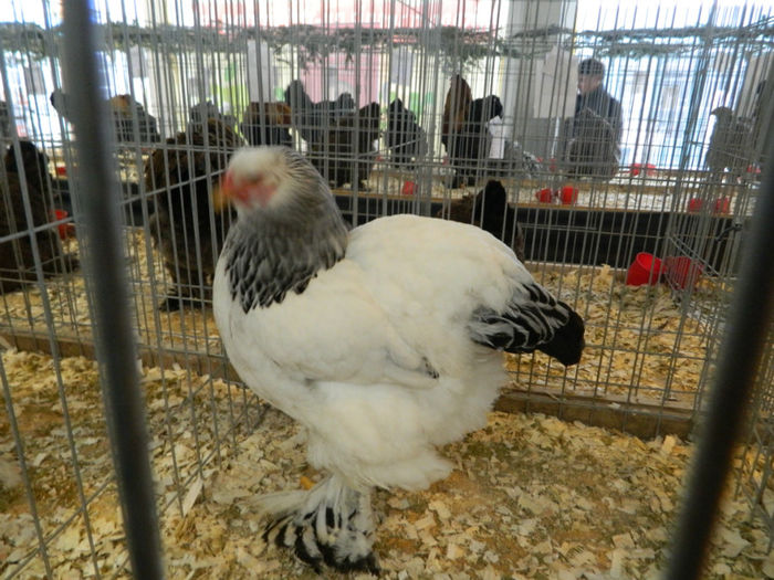 Picture 098 - Expozitia Nationala editia a-5-a 2013 Bucuresti