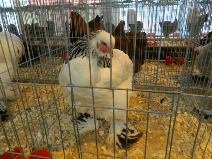 Picture 101 - Expozitia Nationala editia a-5-a 2013 Bucuresti