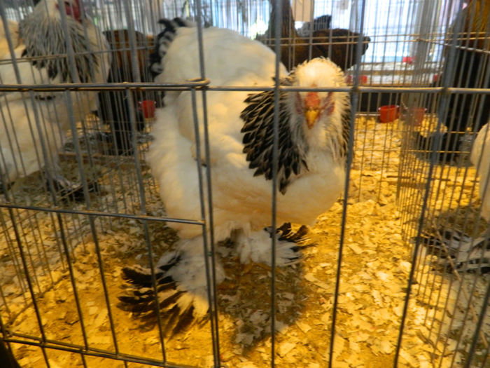 Picture 103 - Expozitia Nationala editia a-5-a 2013 Bucuresti