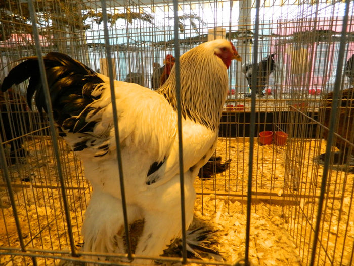 Picture 105 - Expozitia Nationala editia a-5-a 2013 Bucuresti