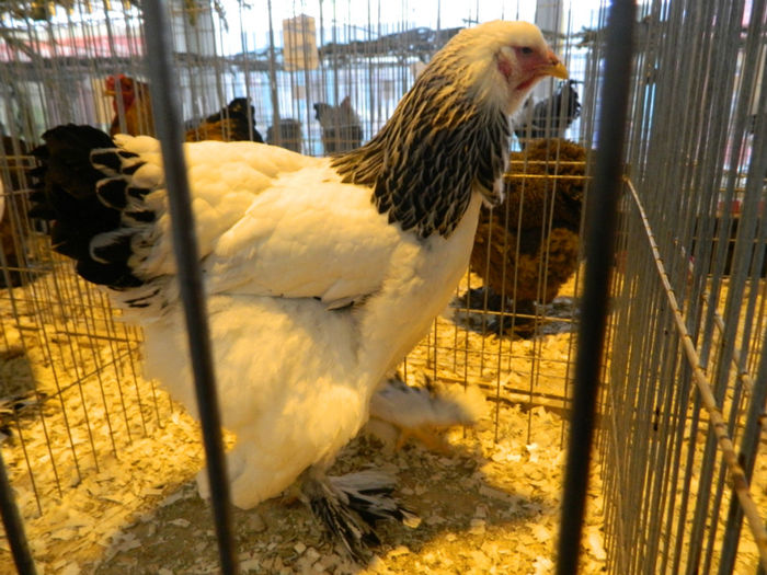 Picture 107 - Expozitia Nationala editia a-5-a 2013 Bucuresti