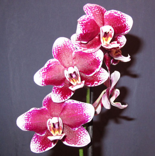 Phalaenopsis Burgundy Red