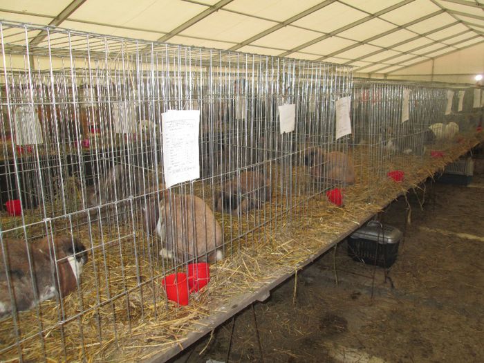 IMG_0803 - Expozitia de pasari si animale de rasa Pipera Bucuresti 2013