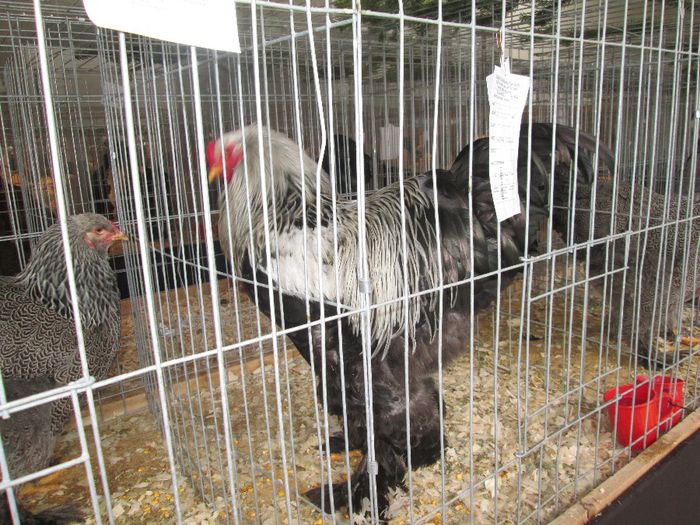 IMG_0861 - Expozitia de pasari si animale de rasa Pipera Bucuresti 2013