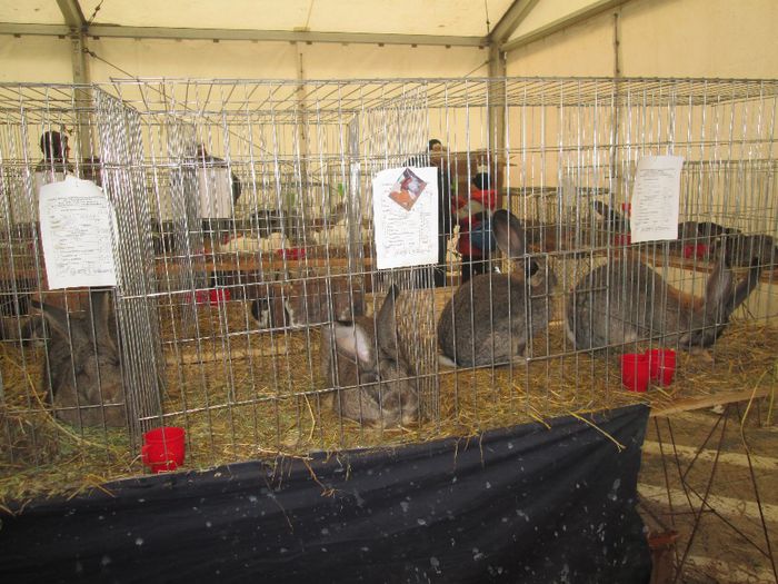 IMG_0846 - Expozitia de pasari si animale de rasa Pipera Bucuresti 2013