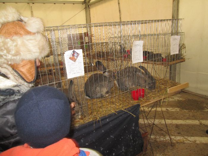 IMG_0845 - Expozitia de pasari si animale de rasa Pipera Bucuresti 2013