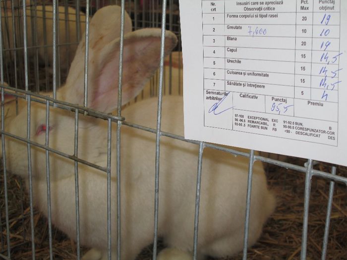IMG_0787 - Pasarile si iepurii mei in expozitie