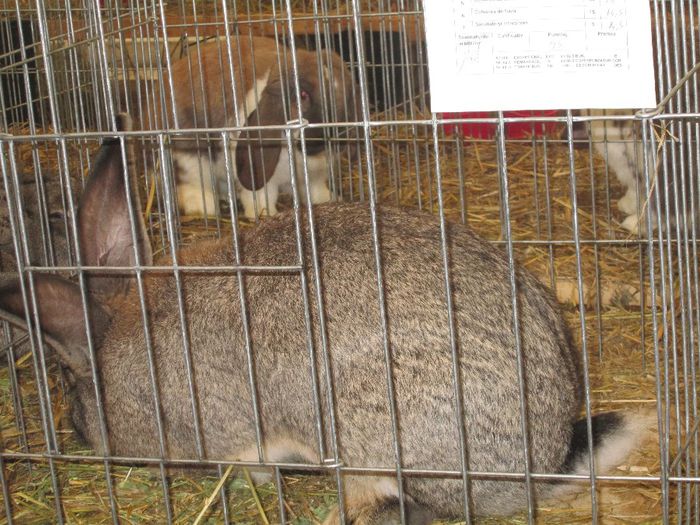 IMG_0797 - Pasarile si iepurii mei in expozitie