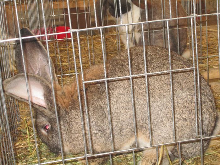IMG_0799 - Pasarile si iepurii mei in expozitie