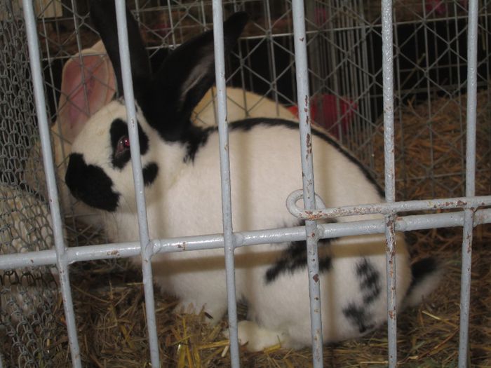 IMG_0792 - Pasarile si iepurii mei in expozitie