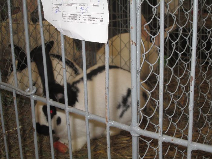 IMG_0793 - Pasarile si iepurii mei in expozitie