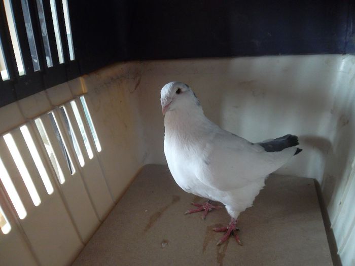 SAM_0200 - DE VANZARE VOIAJORI STANDARD MASCULI