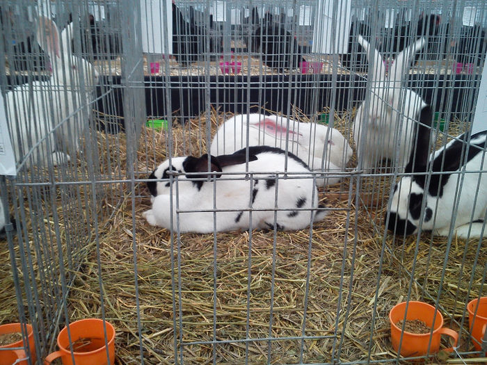 DSC_0244 - EXPOZITIA NATIONALA A FEDERATIEI BUCURESTI 2013