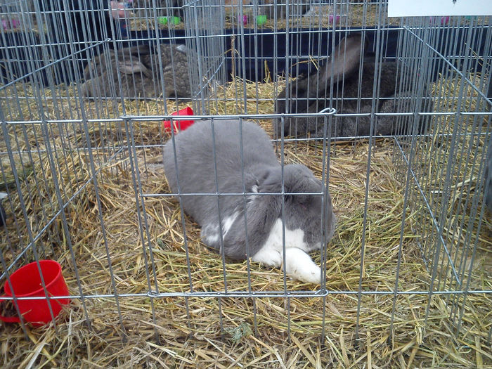 DSC_0267 - EXPOZITIA NATIONALA A FEDERATIEI BUCURESTI 2013