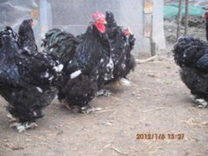 94155076_SVQZGHM3