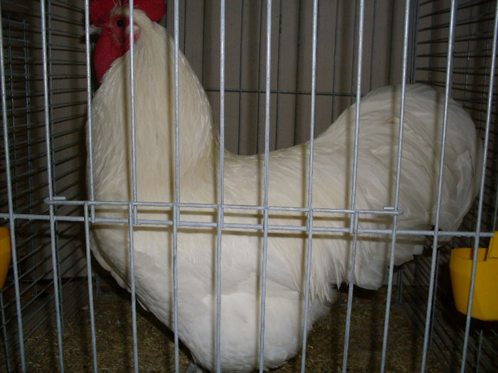 SDC13136
