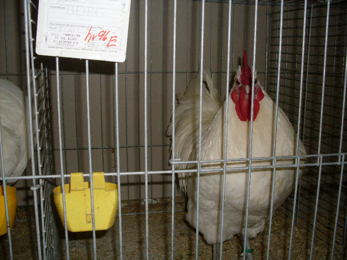 SDC13137