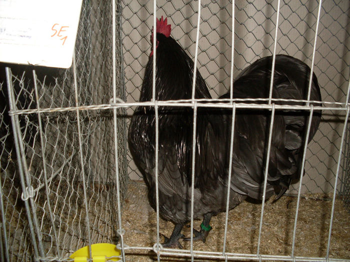 SDC13141