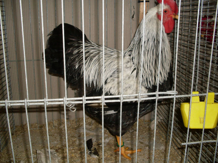 SDC13142