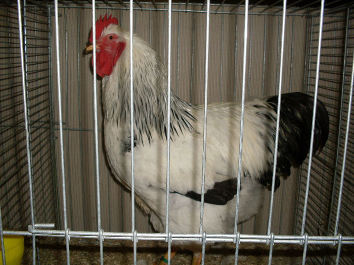SDC13145