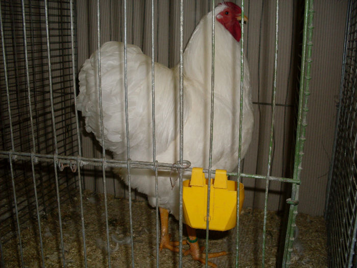 SDC13170