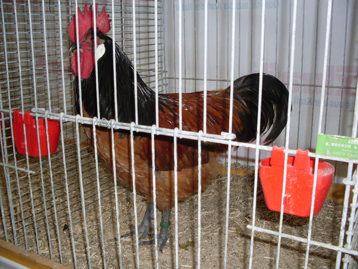 SDC13260