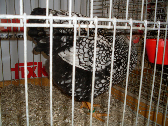 SDC13286