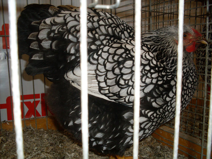 SDC13287