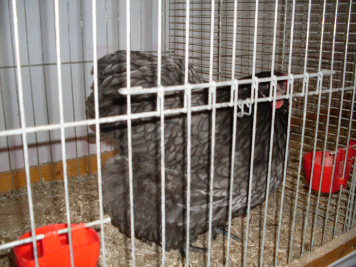 SDC13292