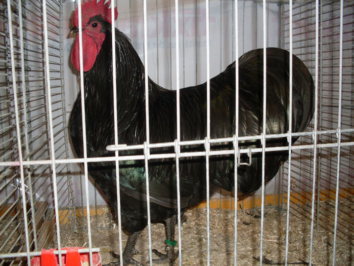 SDC13296