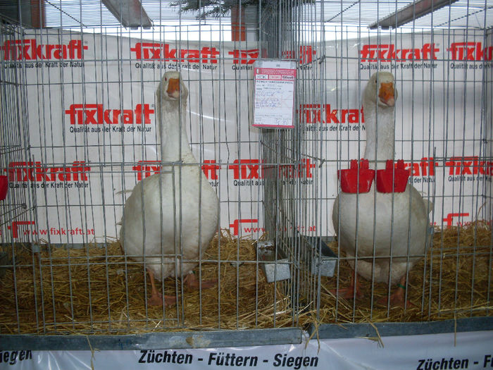 SDC13343 - EXPOZITIA NATIONALA A AUSTRIEI RIED 2013