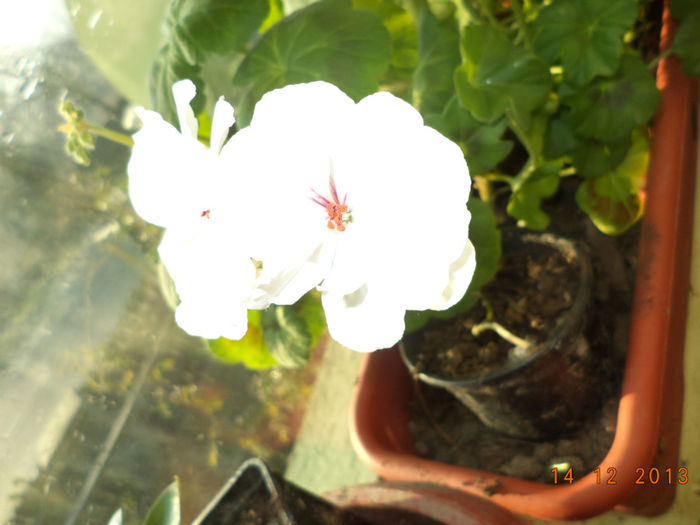 DSC02350