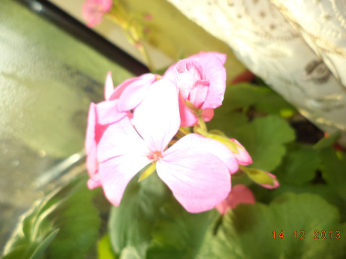 DSC02351