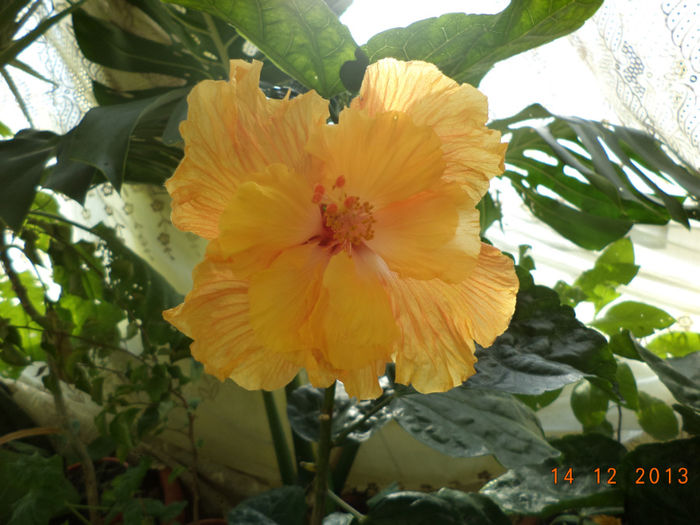 DSC02358