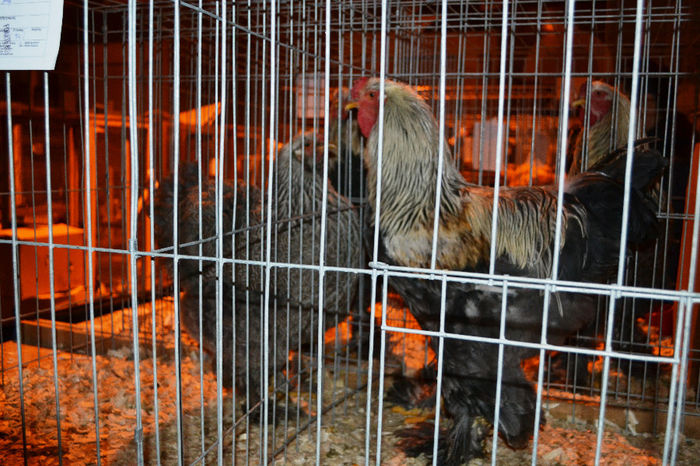 2013 - gaina 94p -  cocos 93p