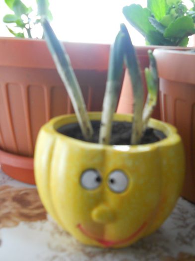 ghiocei - flori de interior 2013