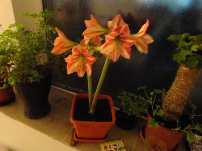 crin amarilis minerva(hippeastrum)