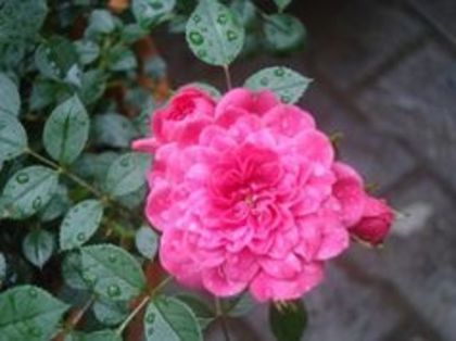 image - Trandafiri Tantau