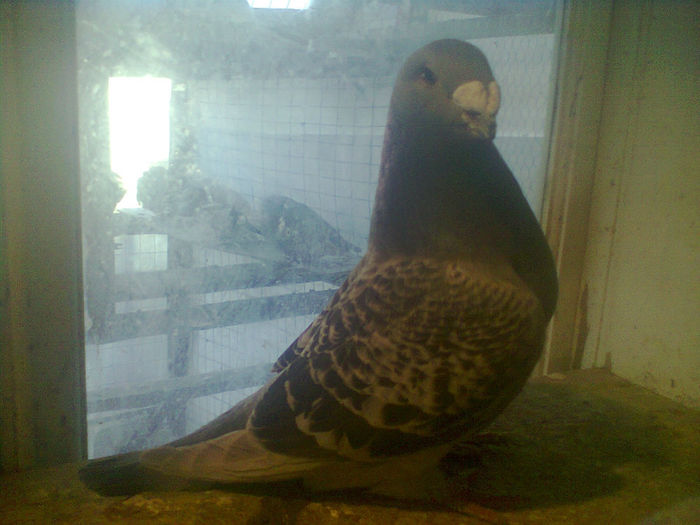 Fotografie2310.Fem.2012.; Slavnic.
